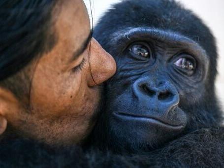 Rescued baby gorilla to stay in Istanbul after DNA test